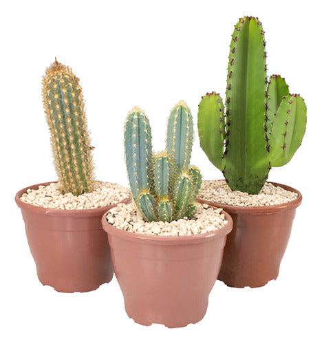 Cactus Pote 19cm
