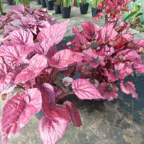 Begonia Rex Pote 14cm