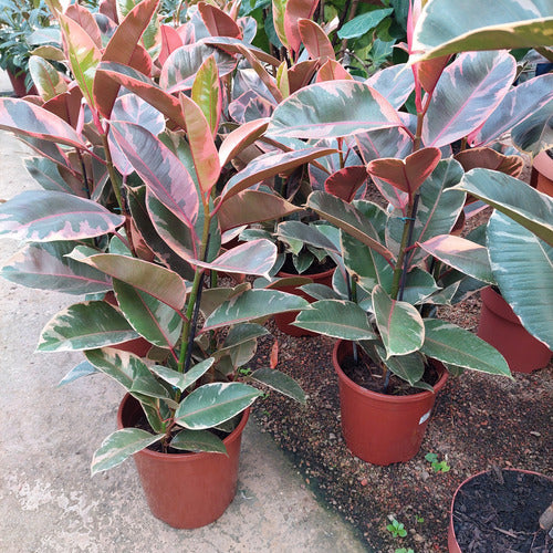 Ficus Elastica Ruby Pote 24cm
