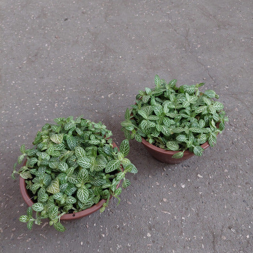 Fitonia Hoja Mini C13