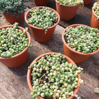 Suculenta En Maceta Colgante