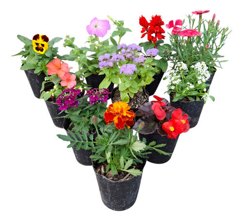 Florales De Estación × 30 Unidades Surtido