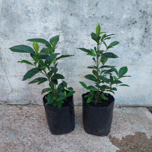 Jazmín Del Cabo Mediano