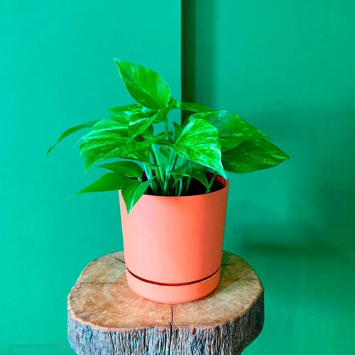 Maceta Vasart Rio 15 × 15cm Con Plato Incluido Terracota