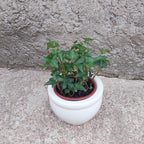 Macetero De Cerámica Interior Roma Tamaño Mediano Blanco No 2