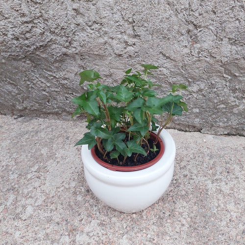 Macetero De Cerámica Interior Roma Tamaño Mediano Blanco No 2