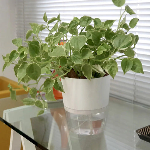 Maceta Vasart Autoirrigable Acqua 12 × 14cm Blanco Acqua