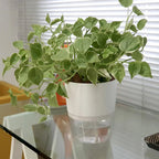 Maceta Vasart Autoirrigable Acqua 12 × 14cm Blanco Acqua