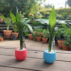 Dracena Lucky Bambú Surtido