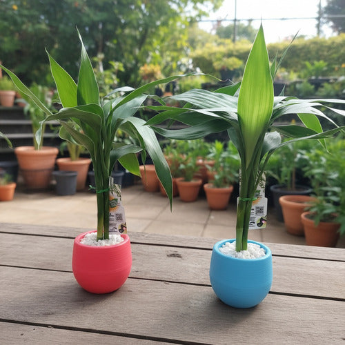 Dracena Lucky Bambú Surtido