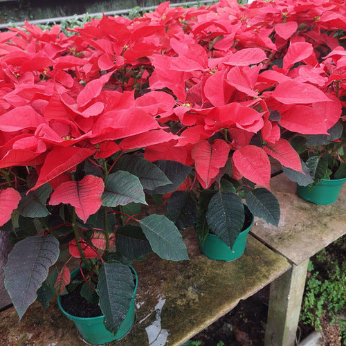 Estrella Federal P14