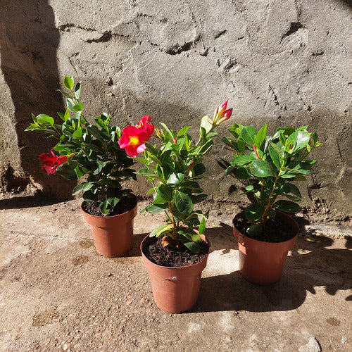 Dipladenia Surtido Pote 15cm Surtido