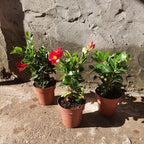 Dipladenia Surtido Pote 15cm Surtido
