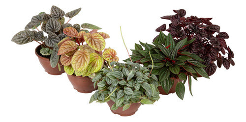 Peperomia Variada C13