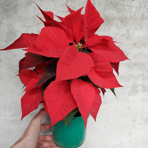 Estrella Federal P14