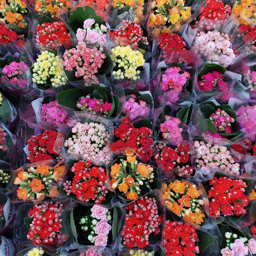 Kalanchoe Doble Mini Pote 6cm