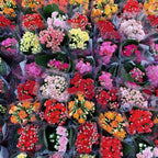 Kalanchoe Doble Mini Pote 6cm