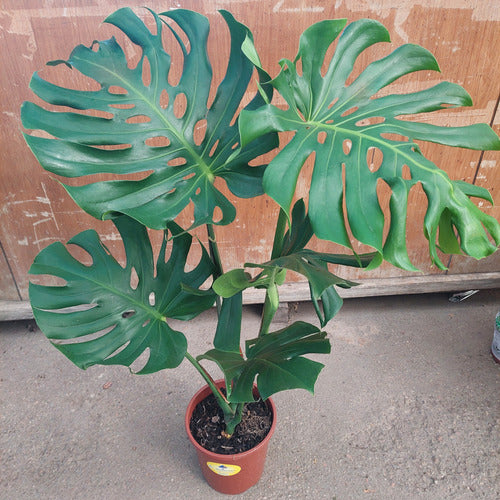 Monstera Deliciosa Pote 24cm