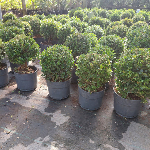 Boj Topiario Bola Chico