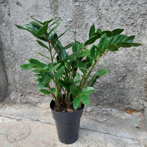 Planta Zamioculca Pote 15cm