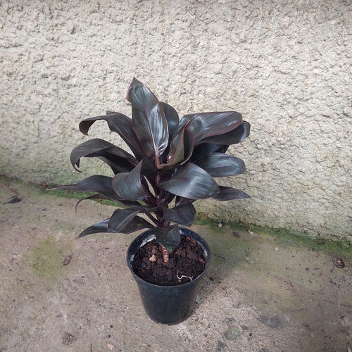 Dracena Cordyline Chocolate Pote 12cm Chocolate