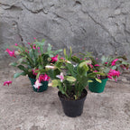 Flor De Mayo Pote 15cm Surtido