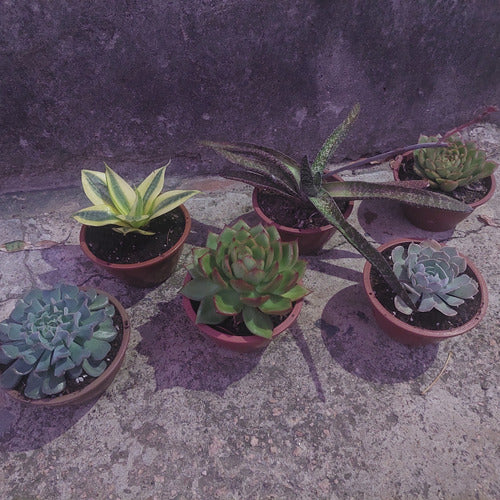 Suculentas Surtidas C13