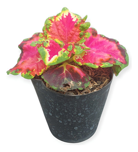 Planta Cretona Chica