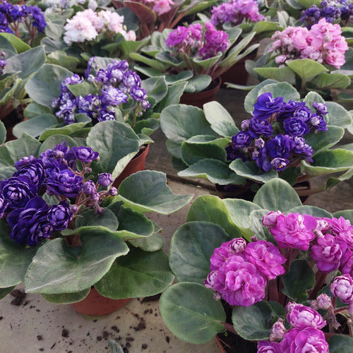 Violeta Africana Flor Doble Pote 11cm × 3 Unidades