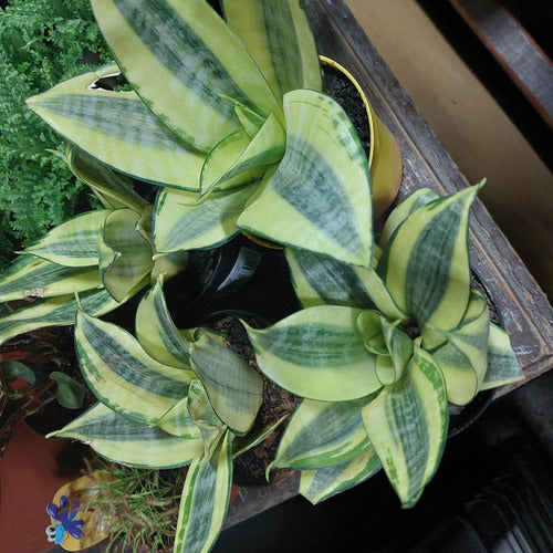 Sansevieria Golden Hahnii Pote 11cm