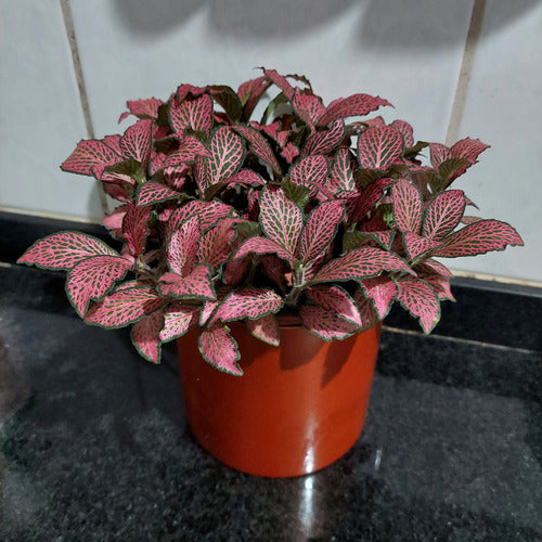 Macetero De Aluminio Vasart 12 × 12cm Cobre Aluminio