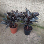 Dracena Cordyline Chocolate Pote 12cm Chocolate