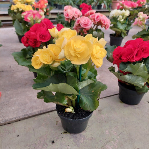 Begonia Pote 11cm Surtido