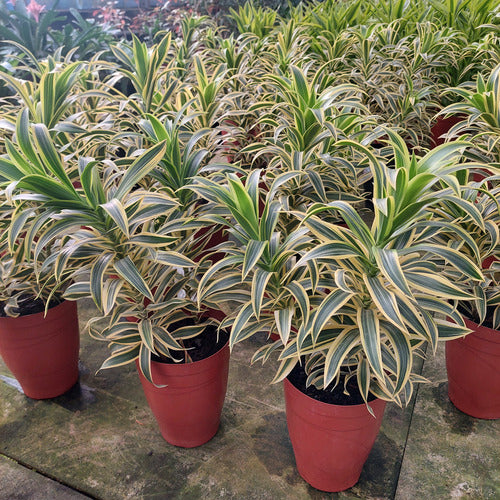 Dracena Reflexa Song Of India Pote 17cm
