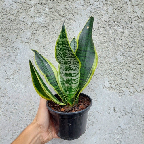 Espada De San Jorge - Sansevieria Laurentii Pote 15cm