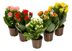 Kalanchoe Doble Mini Pote 6cm