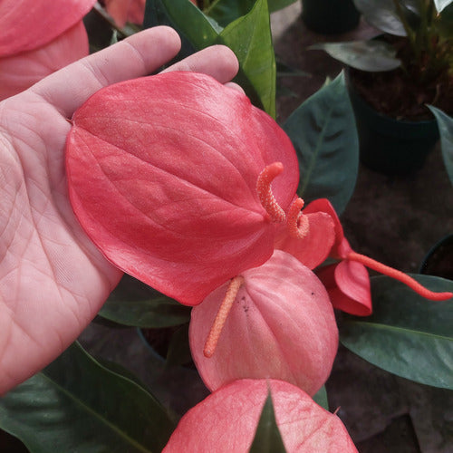 anthurium scherzerianum christine Anthurium Scherzerianum Christine Pote 15cm – Universo Plantae