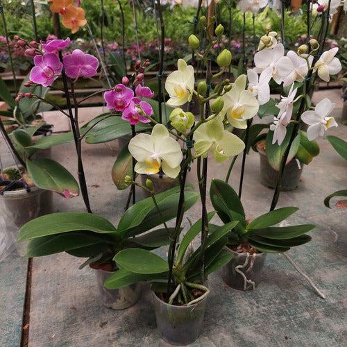 Orquídea Phalaenopsis Mini Pote 9cm