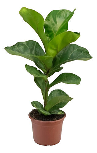 Ficus Lyrata Bambino Pote 15cm