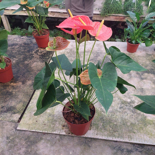 Anturio Surtido Pote 19cm