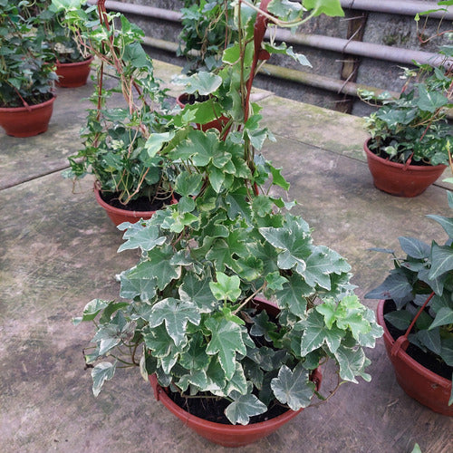 Hiedra En Maceta Colgante 21cm