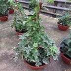 Hiedra En Maceta Colgante 21cm