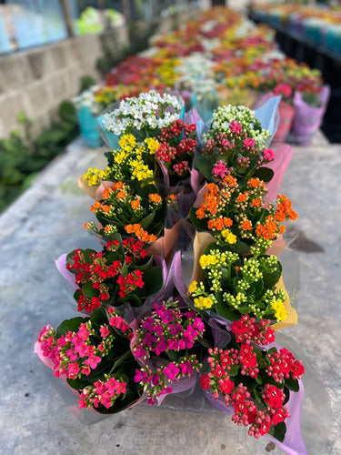 Kalanchoe Surtidos Pote 11cm ×12 Unidades