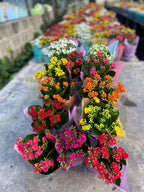 Kalanchoe Surtidos Pote 11cm ×12 Unidades