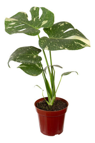 Monstera Thai Constellation Pote 18cm