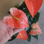 Anturio Prince Of Orange Pote 17cm