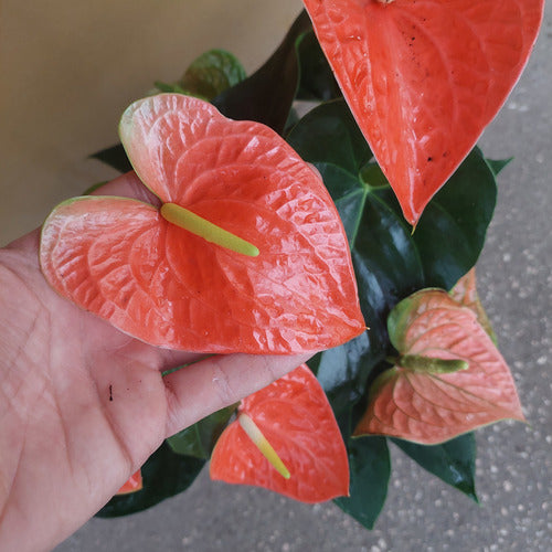 Anturio Prince Of Orange Pote 17cm