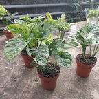 Monstera Adansonii Pote 15cm