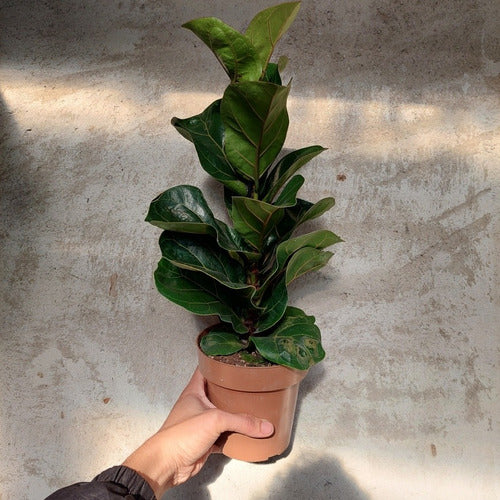 Ficus Lyrata Bambino Pote 15cm