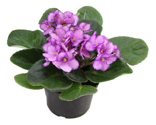 Violeta Africana Pote 11cm